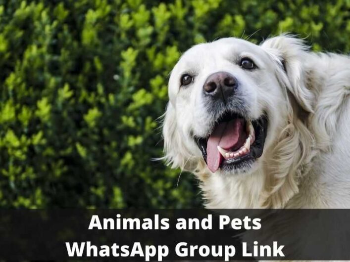 840+ Animals and Pets WhatsApp Group Links (Updated 2024)